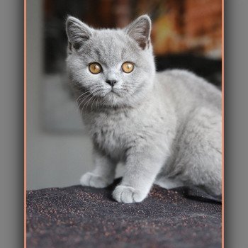 chat British Shorthair blue Arwed Chatterie Carbin