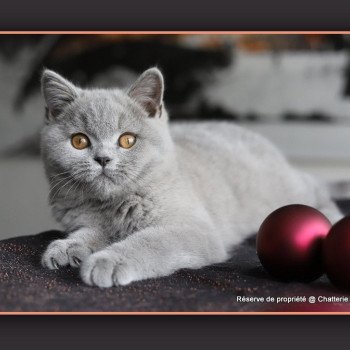 chat British Shorthair blue Arwed Chatterie Carbin