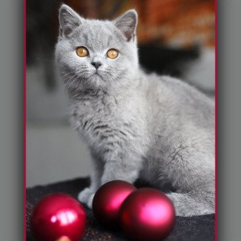 chat British Shorthair blue Arwed Chatterie Carbin