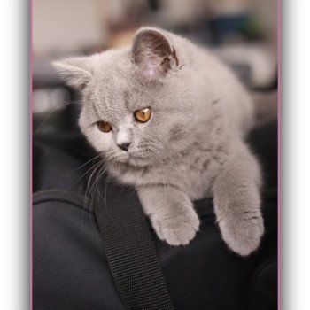 chat British Shorthair blue Arwed Chatterie Carbin
