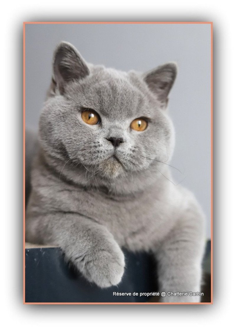 Arwed DES BRITISHS DU DUC ROND-ROND Mâle British Shorthair