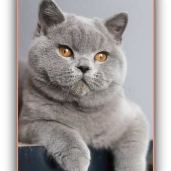 chat British Shorthair blue Arwed Chatterie Carbin