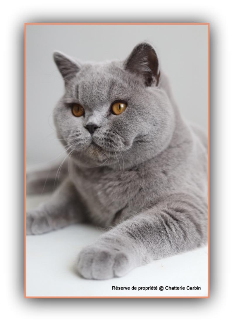 Arwed DES BRITISHS DU DUC ROND-ROND Mâle British Shorthair