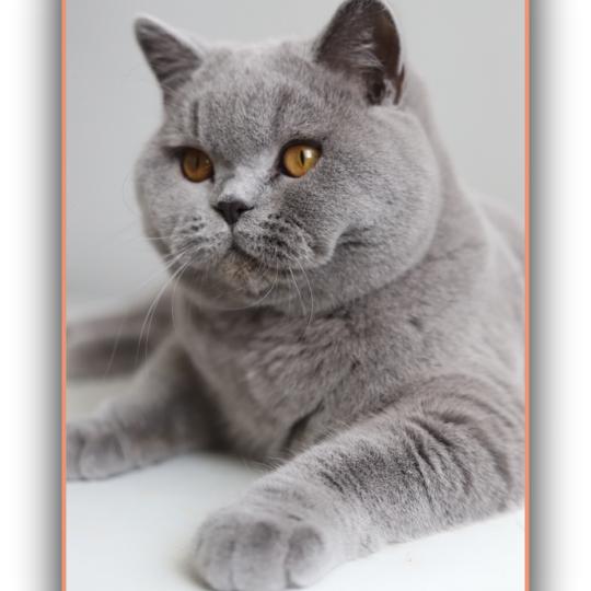 Arwed DES BRITISHS DU DUC ROND-ROND Mâle British Shorthair