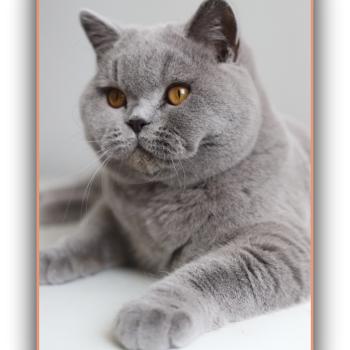 chat British Shorthair blue Arwed Chatterie Carbin