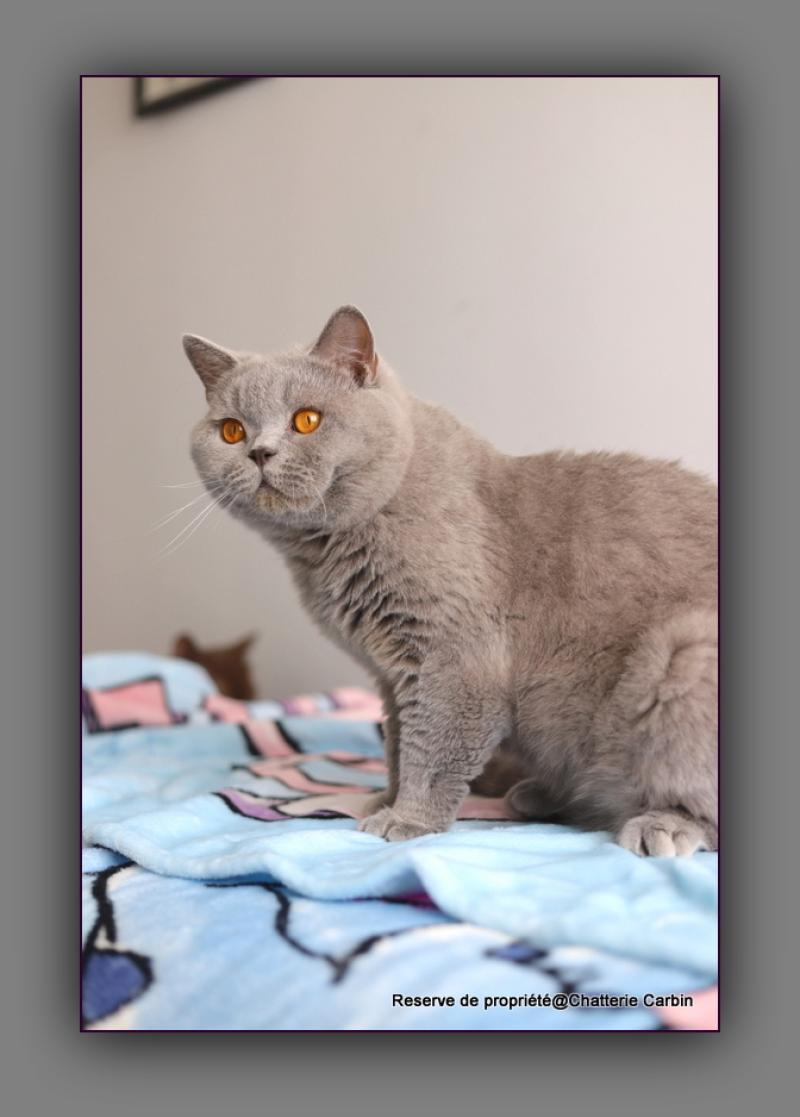 Arwed DES BRITISHS DU DUC ROND-ROND Mâle British Shorthair