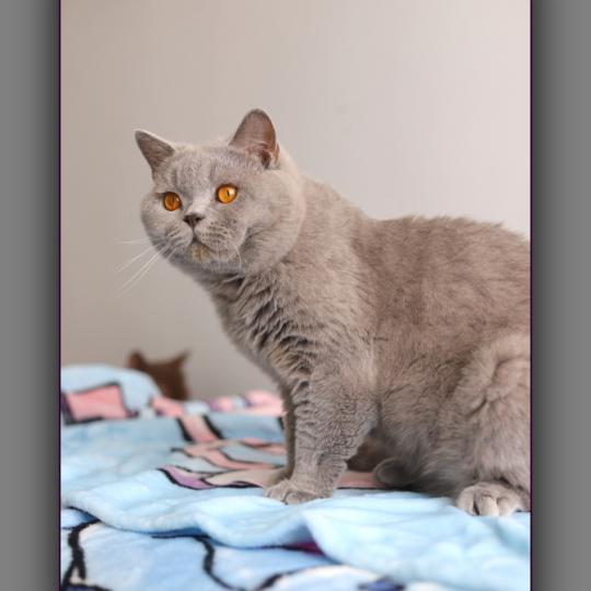 Arwed DES BRITISHS DU DUC ROND-ROND Mâle British Shorthair