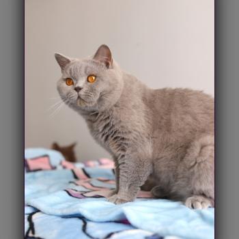 chat British Shorthair blue Arwed Chatterie Carbin