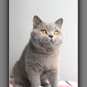 chat British Shorthair blue Arwed Chatterie Carbin