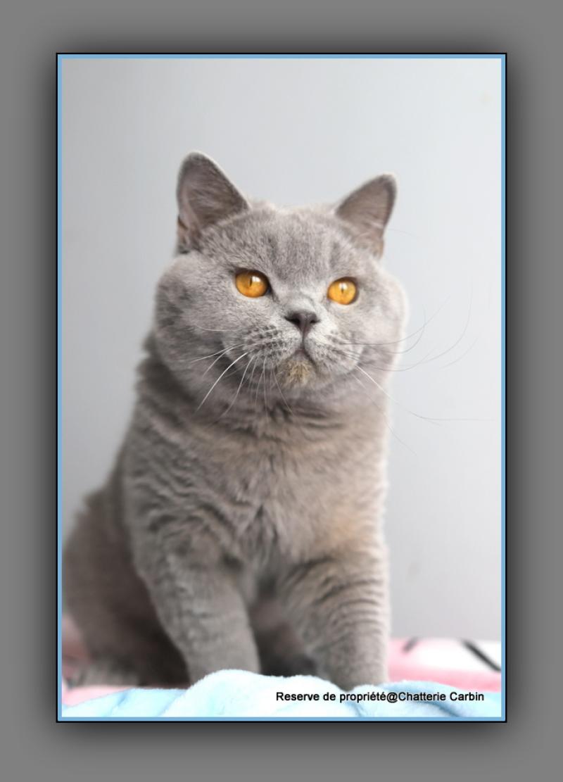 Arwed DES BRITISHS DU DUC ROND-ROND Mâle British Shorthair