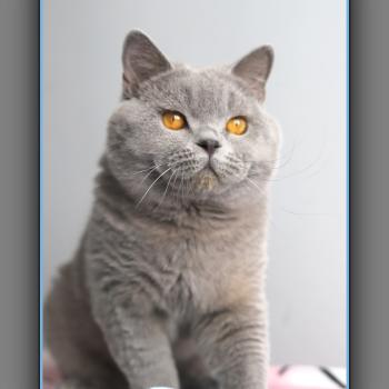 chat British Shorthair blue Arwed Chatterie Carbin