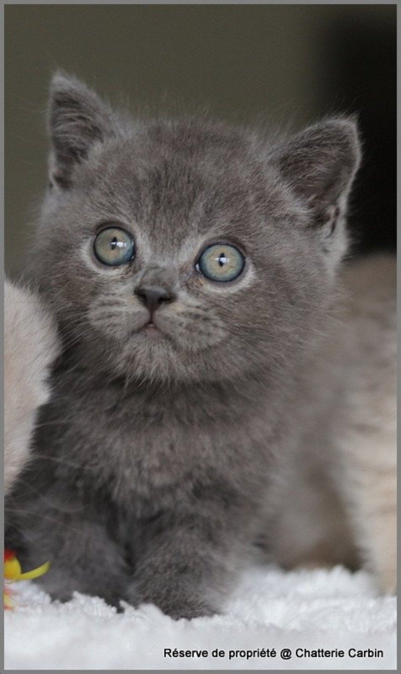 ARDOISE CARBIN Mâle British Shorthair ARDOISE CARBIN Mâle British Shorthair