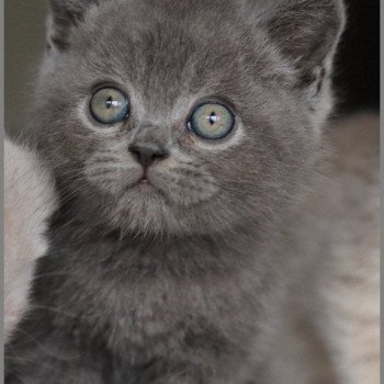 chaton British Shorthair blue ARDOISE Chatterie Carbin chaton British Shorthair blue ARDOISE Chatterie Carbin