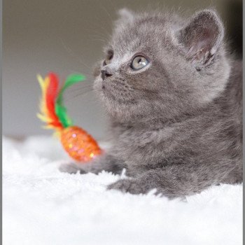 chaton British Shorthair blue ARDOISE Chatterie Carbin chaton British Shorthair blue ARDOISE Chatterie Carbin