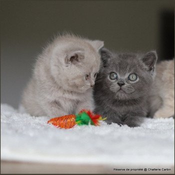 chaton British Shorthair blue ARDOISE Chatterie Carbin chaton British Shorthair blue ARDOISE Chatterie Carbin