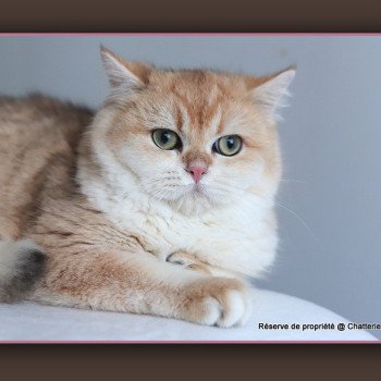 chat British Shorthair brown copper shell Arès Chatterie Carbin