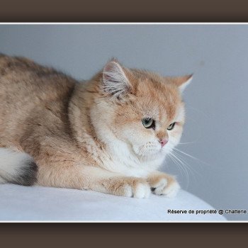 chat British Shorthair brown copper shell Arès Chatterie Carbin