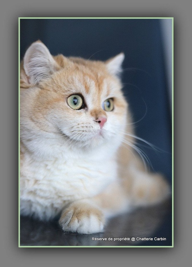 Arès D'OMBRE ET DE LUMIÈRE Mâle British Shorthair