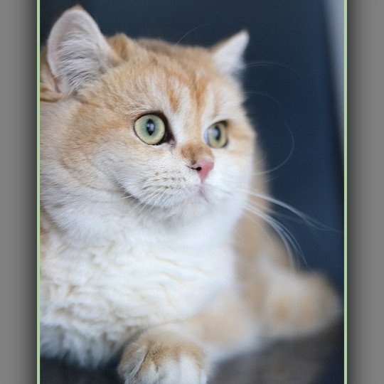 Arès D'OMBRE ET DE LUMIÈRE Mâle British Shorthair