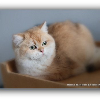 chat British Shorthair black copper golden shell Arès Chatterie Carbin