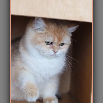 chat British Shorthair black copper golden shell Arès Chatterie Carbin