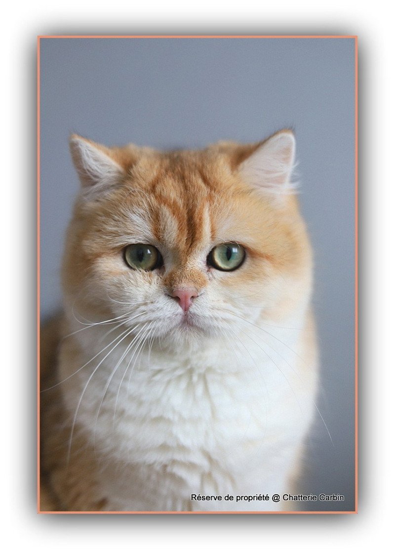 Arès D'OMBRE ET DE LUMIÈRE Mâle British Shorthair