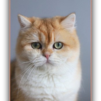 chat British Shorthair black copper golden shell Arès Chatterie Carbin