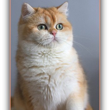 chat British Shorthair black copper golden shell Arès Chatterie Carbin