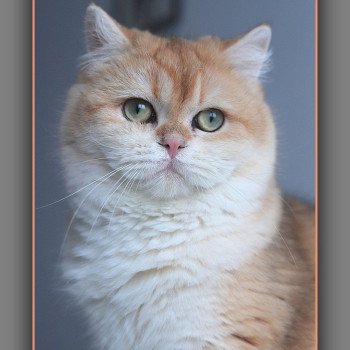 chat British Shorthair black copper golden shell Arès Chatterie Carbin