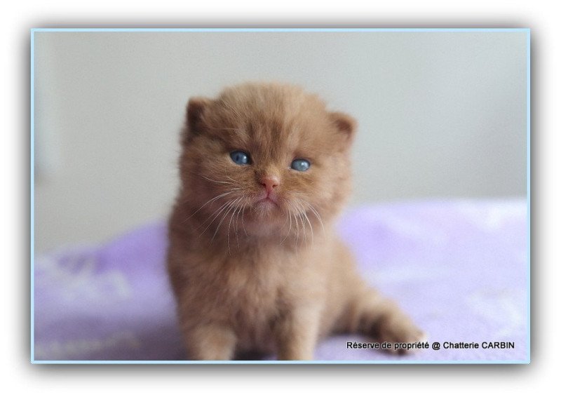 ARIANE CARBIN Femelle British Shorthair ARIANE CARBIN Femelle British Shorthair