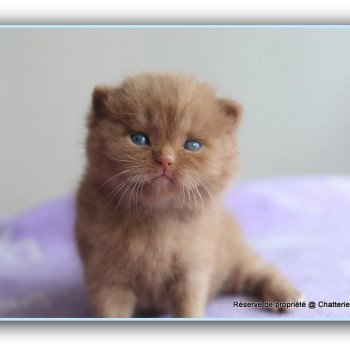 chaton British Shorthair cinnamon ARIANE Chatterie CARBIN chaton British Shorthair cinnamon ARIANE Chatterie CARBIN