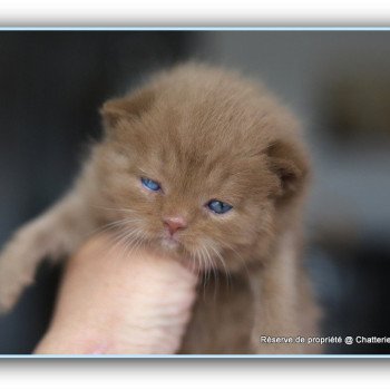 chaton British Shorthair cinnamon ARIANE Chatterie CARBIN chaton British Shorthair cinnamon ARIANE Chatterie CARBIN