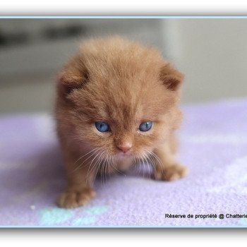 chaton British Shorthair cinnamon ARIANE Chatterie CARBIN chaton British Shorthair cinnamon ARIANE Chatterie CARBIN
