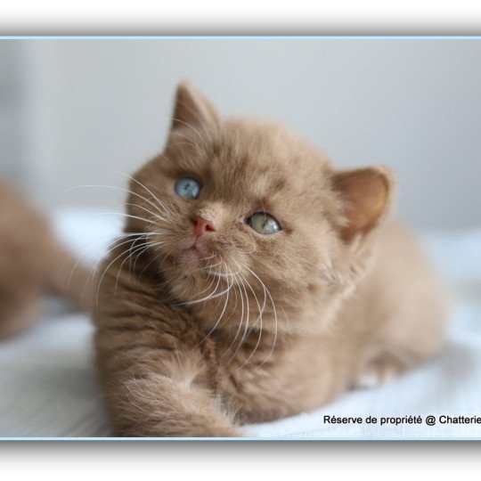 ARIANE CARBIN Femelle British Shorthair