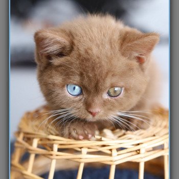 chaton British Shorthair cinnamon ARIANE Chatterie Carbin chaton British Shorthair cinnamon ARIANE Chatterie Carbin