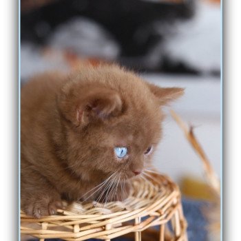 chaton British Shorthair cinnamon ARIANE Chatterie Carbin chaton British Shorthair cinnamon ARIANE Chatterie Carbin