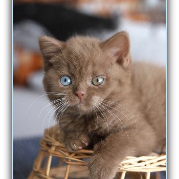 chaton British Shorthair cinnamon ARIANE Chatterie Carbin chaton British Shorthair cinnamon ARIANE Chatterie Carbin