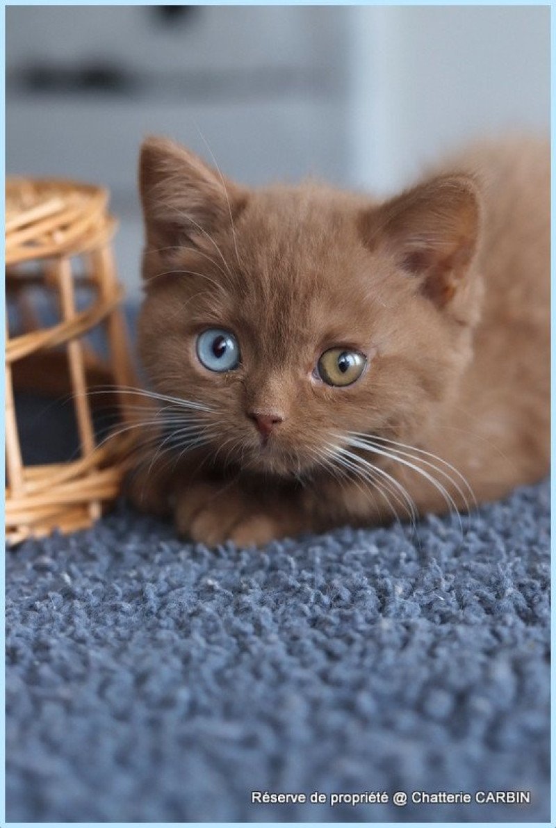 ARIANE CARBIN Femelle British Shorthair