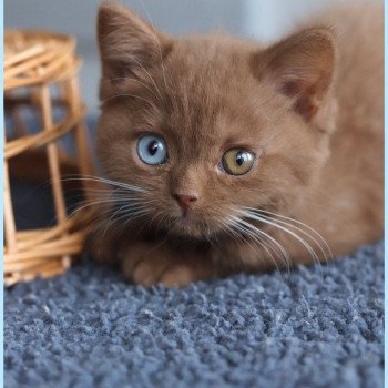 chaton British Shorthair cinnamon ARIANE Chatterie Carbin chaton British Shorthair cinnamon ARIANE Chatterie Carbin