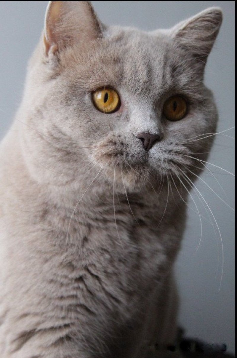 Ariel Femelle British Shorthair