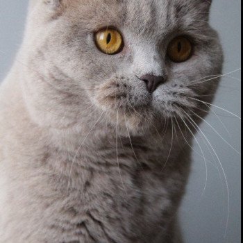 chaton British Shorthair lilac Ariel Chatterie Carbin