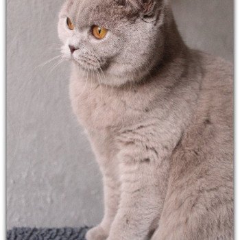 chaton British Shorthair lilac Ariel Chatterie Carbin