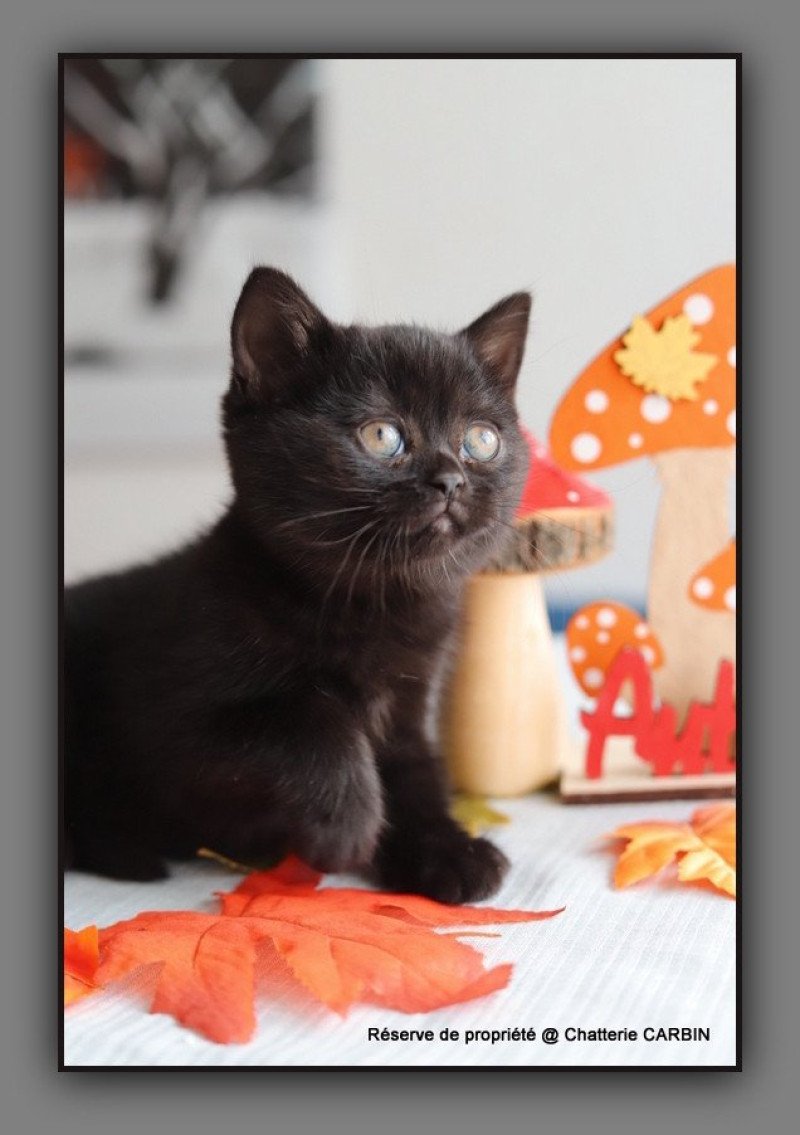 ARRIETTE CARBIN Femelle British Shorthair