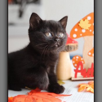 chaton British Shorthair black ARRIETTE Chatterie Carbin