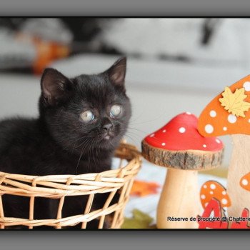 chaton British Shorthair black ARRIETTE Chatterie Carbin