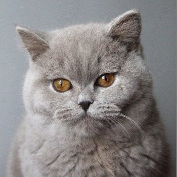 chaton British Shorthair lilac Atta Chatterie Carbin