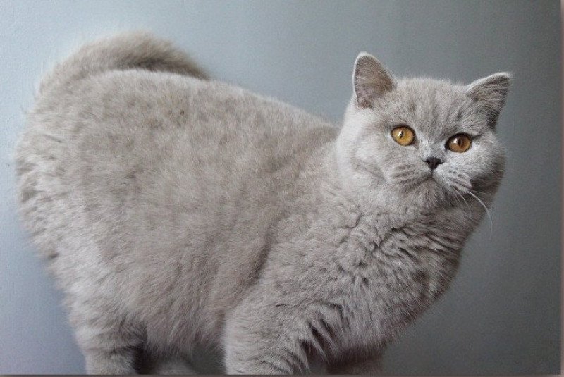 Atta Femelle British Shorthair