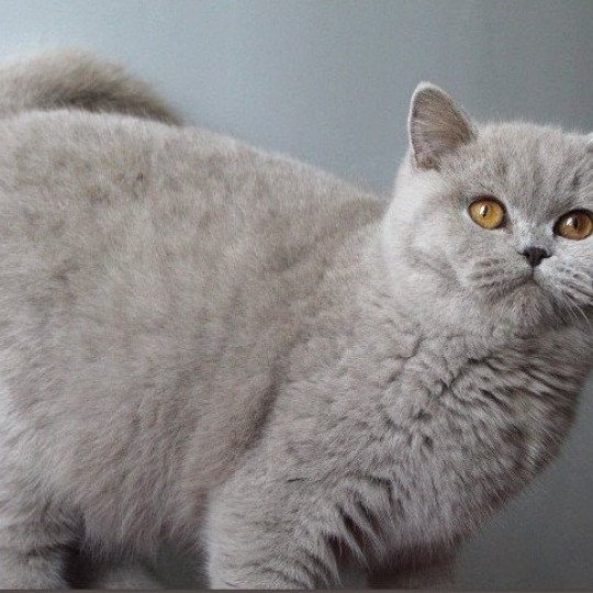 Atta Femelle British Shorthair