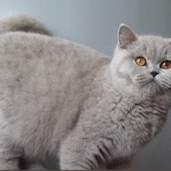 chaton British Shorthair lilac Atta Chatterie Carbin