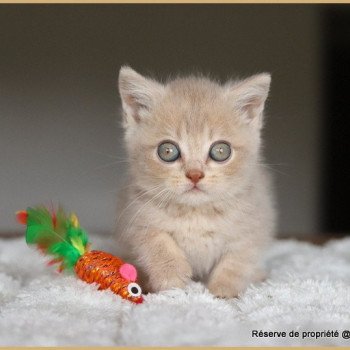 chaton British Shorthair lilac golden shaded AUTOMNE Chatterie Carbin chaton British Shorthair lilac golden shaded AUTOMNE Chatterie Carbin